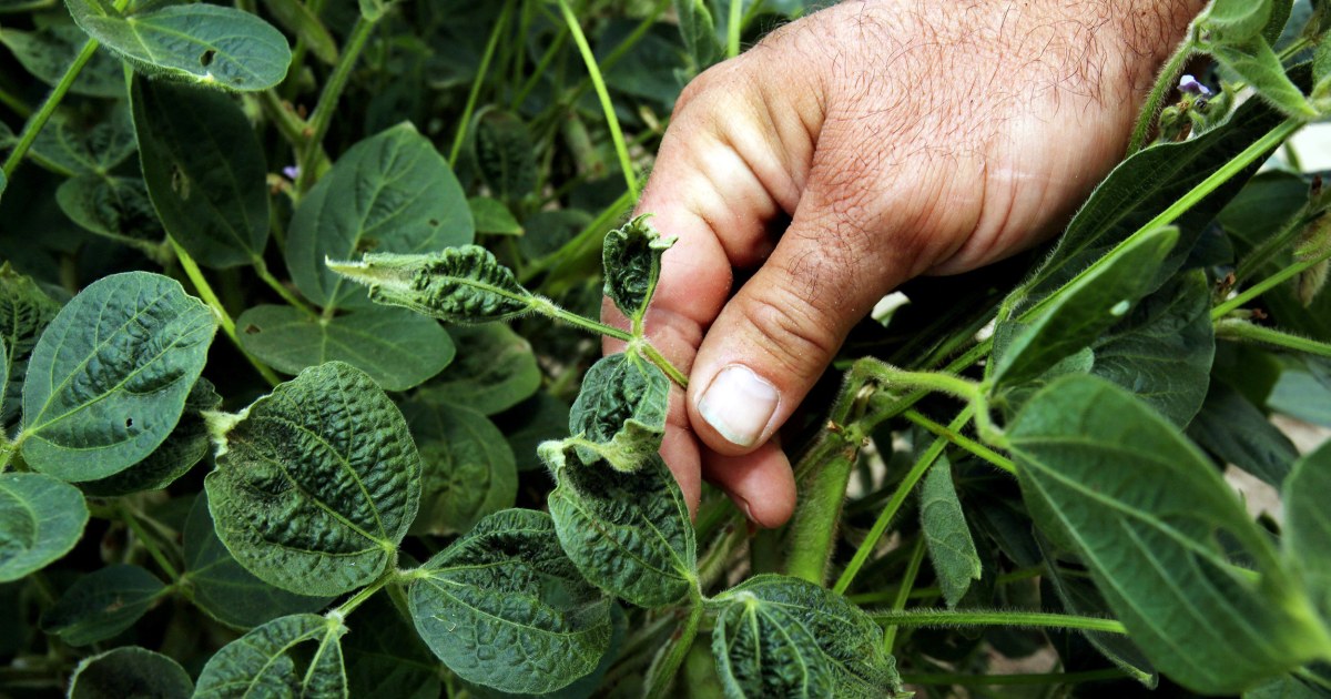 Arkansas Panel Backs Ban of Controversial Herbicide Dicamba