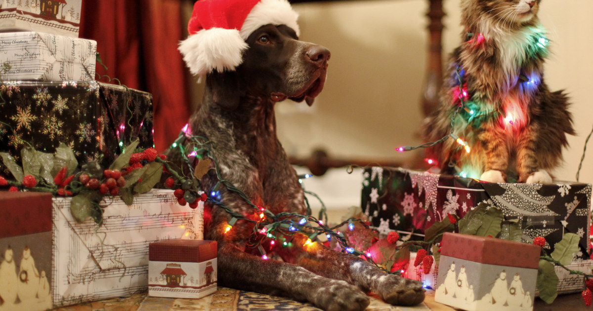2022 Dog And Cat Christmas Commercial 12 Gifts For Healthier, Happier Cats And Dogs (And Their Owners)