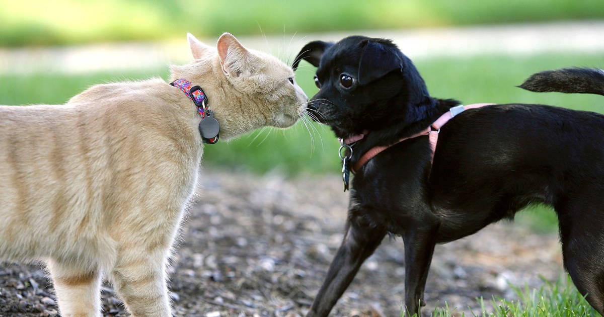 Sorry, Garfield: Science says dogs are smarter than cats