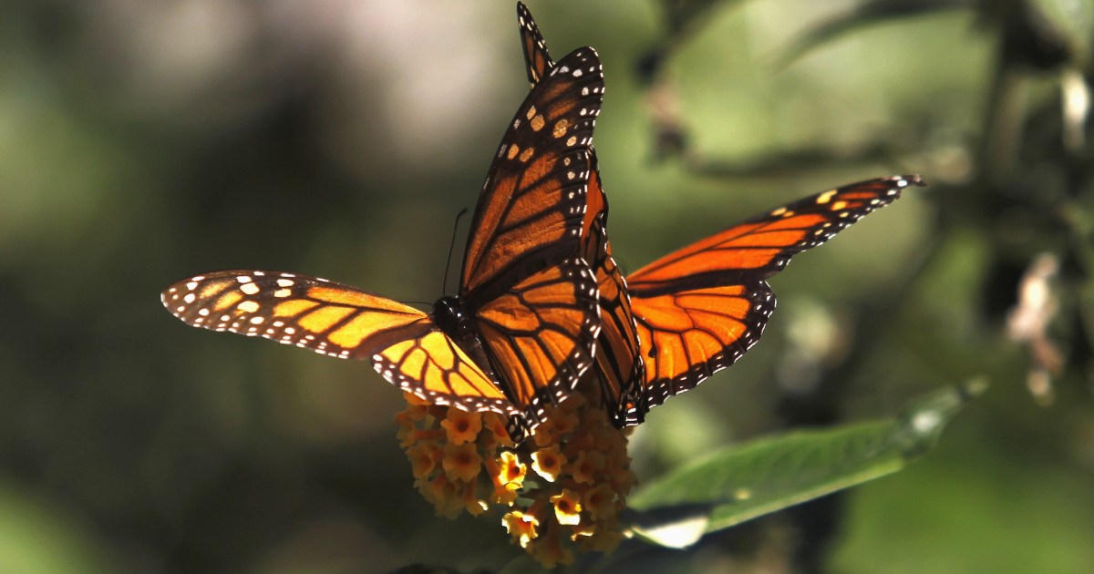 Why falling in love gives you butterflies