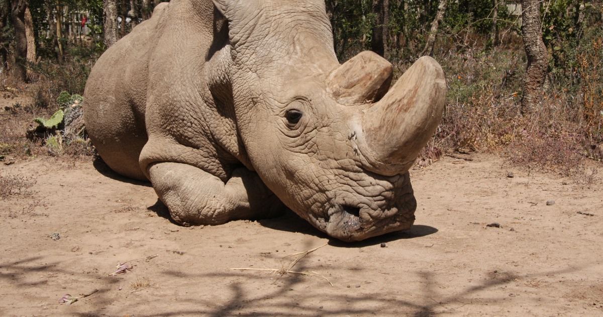 are rhinoceros extinct