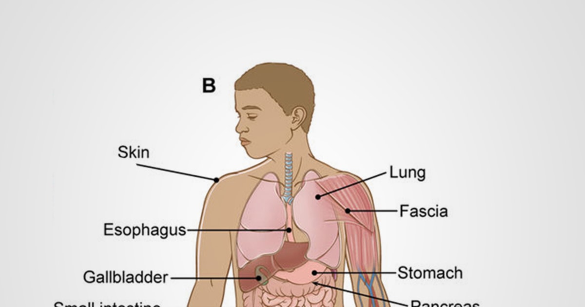 Interstitium Scientists Say They Ve Discovered A New Human Organ