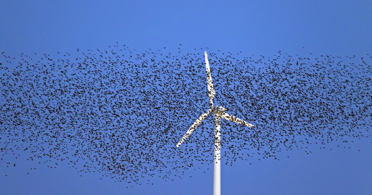 Wind help. Ветряки и птицы. Ветрогенератор и птицы. Ветряки убивают птиц. Гибель птиц от ветряков.