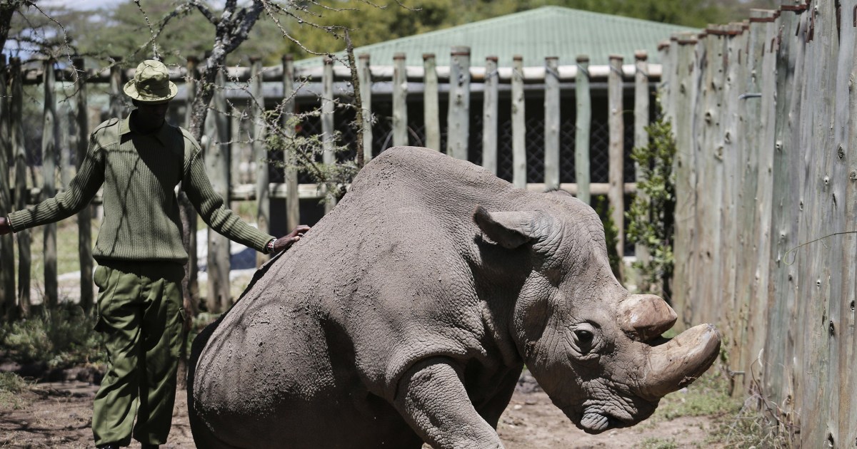 Scientists use test-tube science to save nearly extinct rhino