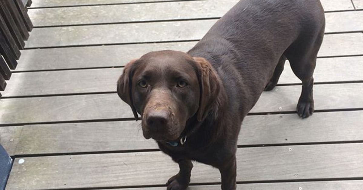 dog ate brownies reddit