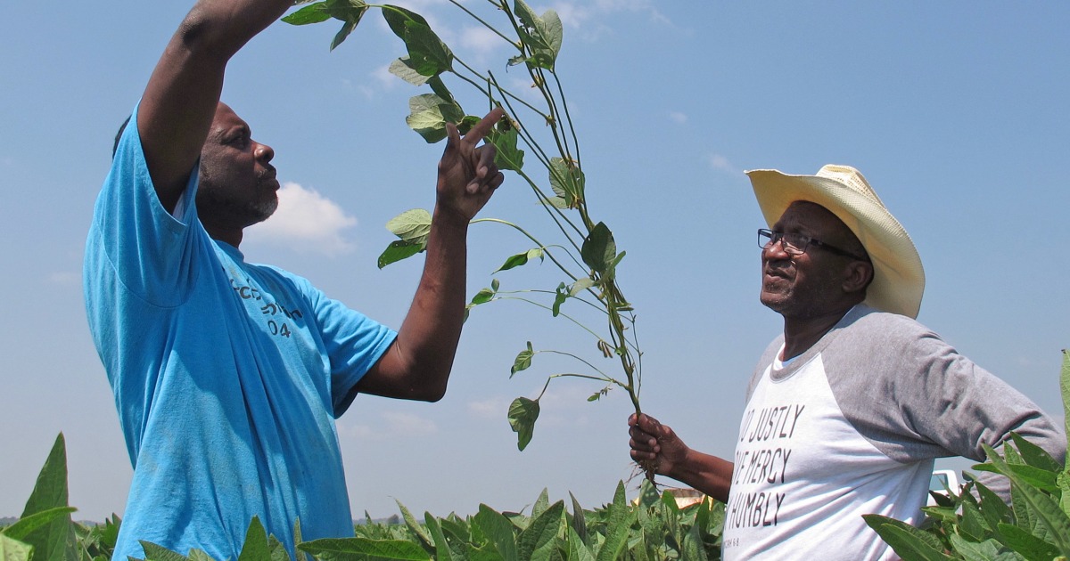 black-soybean-farmers-claim-they-were-sold-faulty-seeds-because-of-race