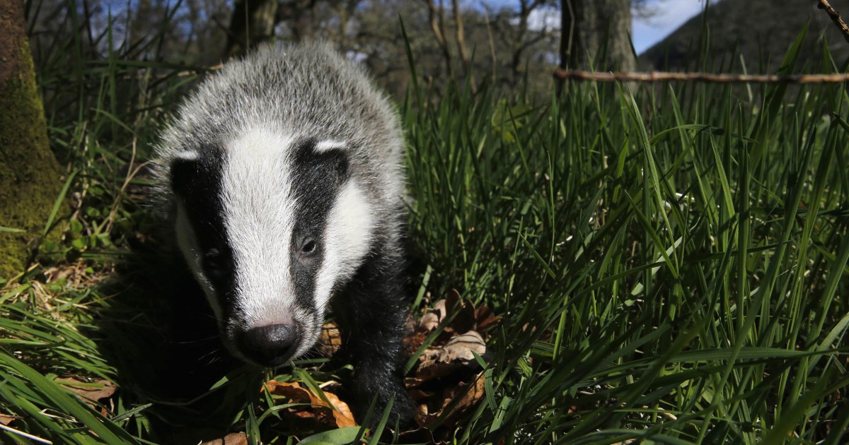 Animals suffer in Europe's summer of extreme heat