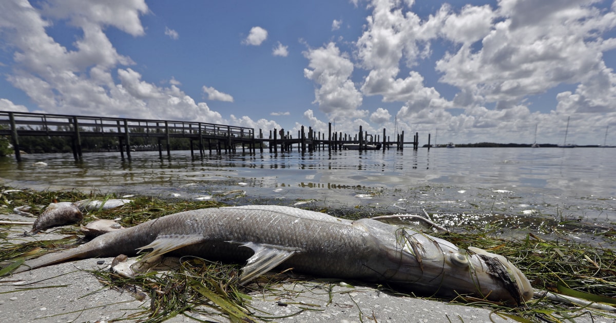 Toxic red tide Florida researchers investigate what's making it so bad