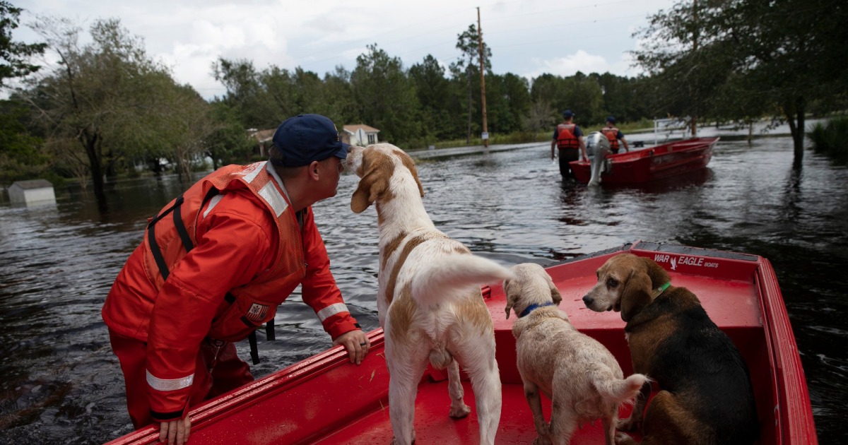 The animal rescuers of Florence: Dogs saved from submerged crate, pets  shuttled away in a bus