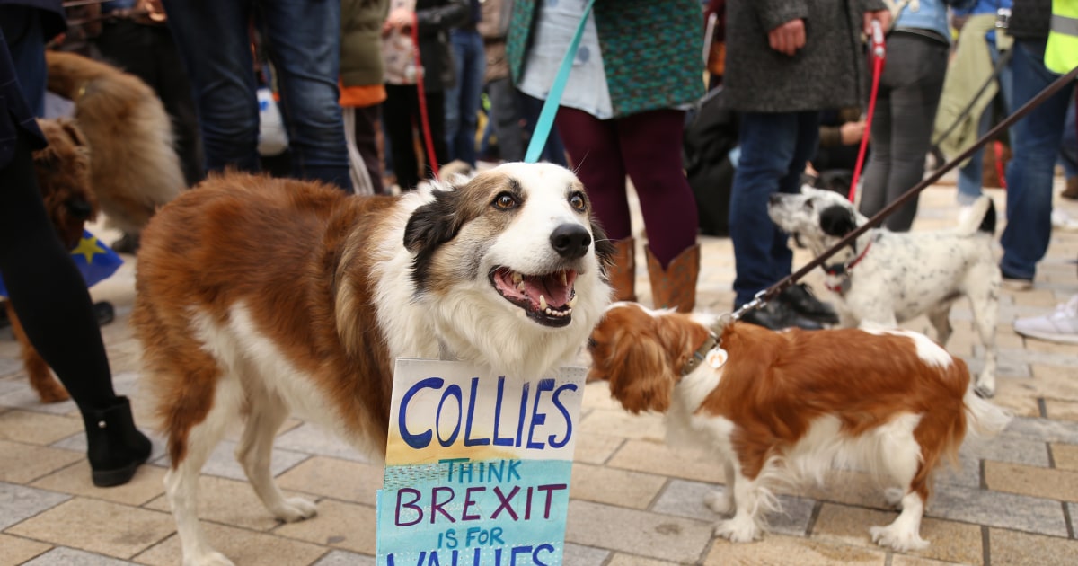 Barking Mad Britons March With Pets To Demand Final Brexit Referendum   181007 Brexit Wooferendum Collie Se 110p 