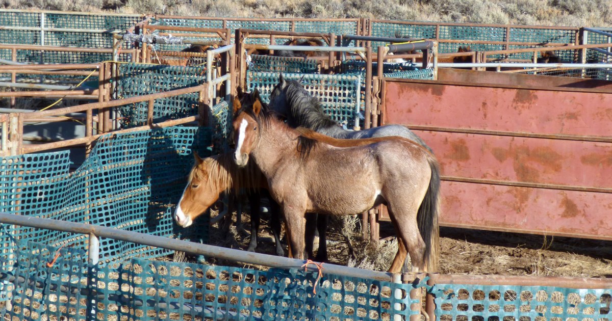 181105-wild-horses-al-1337.jpg