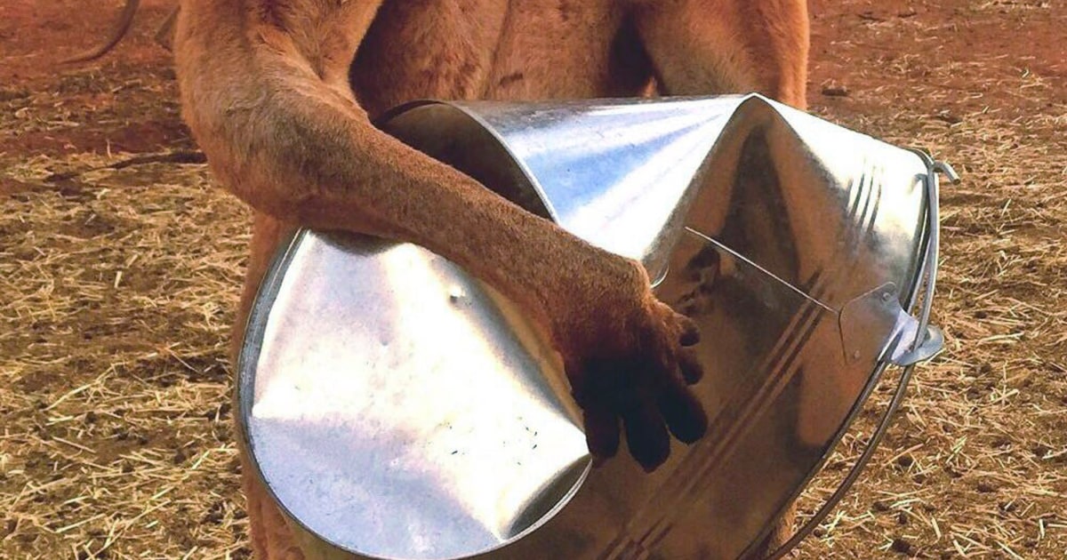 Roger, the favorite buff kangaroo, has died