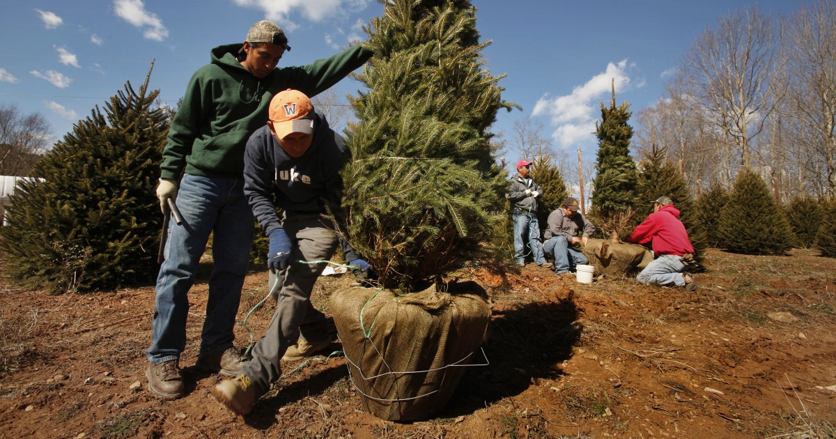 2022 Mn Christmas Tree Harvesting Map: Here's Where Christmas Trees In The U.s. Grow