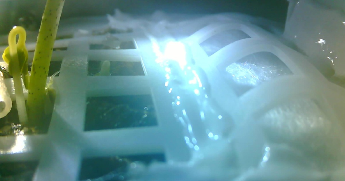 China's moon plants are dead just days after sprouting on lunar surface