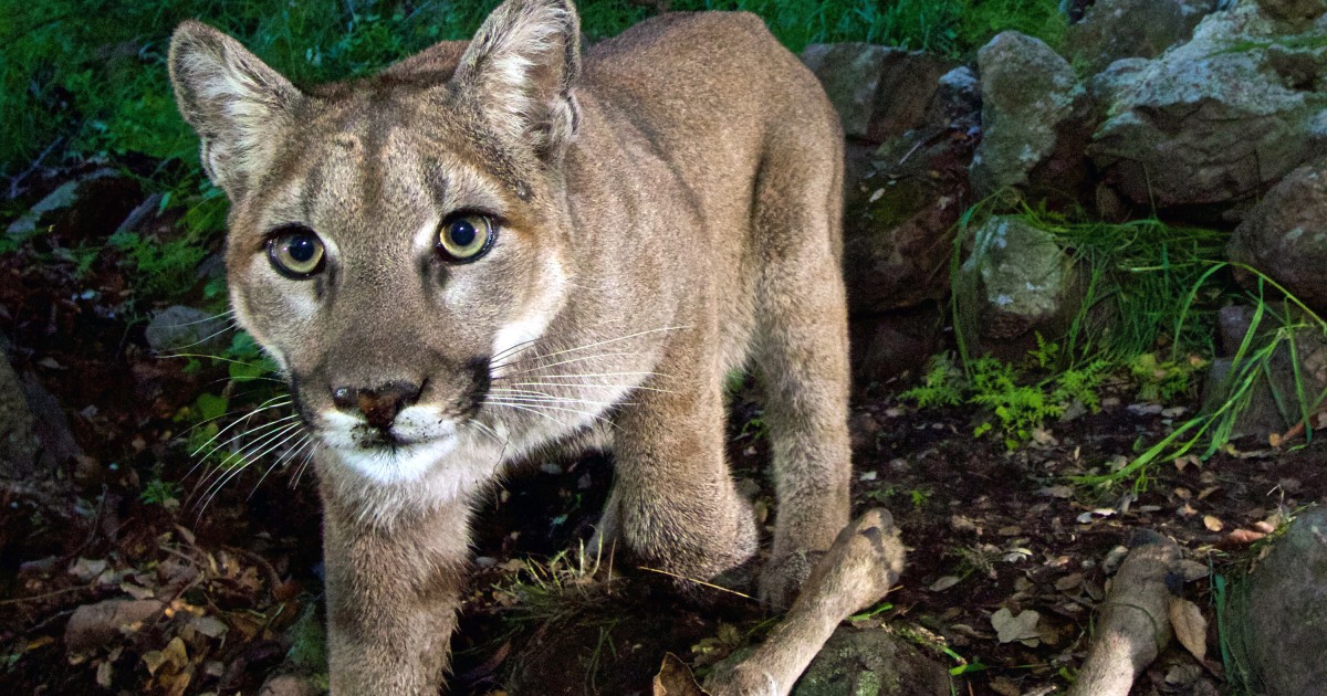 Runner kills mountain lion that attacked him on Colorado trail