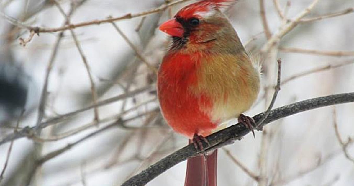 The Changing Colorations of Northern Cardinals - All Seasons Wild