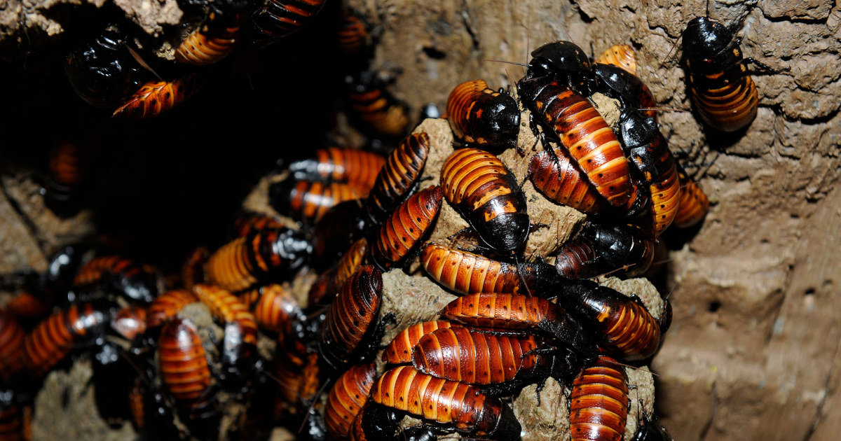 Cockroaches are better than any of your exes. So why let a zoo name one  after a person you hate?