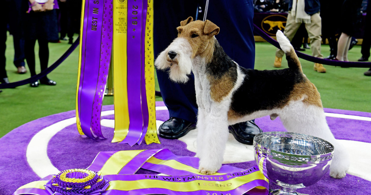Wired to win Wire fox terrier is Westminster best in show