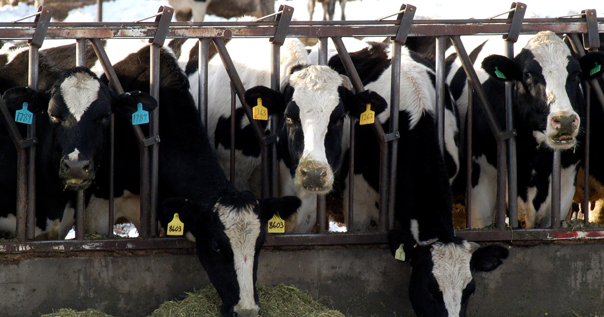 Over 1,800 dairy cows killed in freak blizzard in Washington state