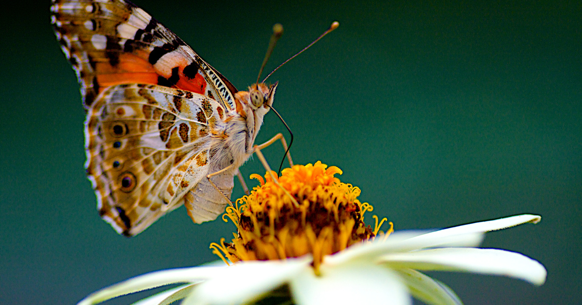 Southern California Skies Fill With Butterflies Thanks To Painted Lady   190312 Painted Lady Butterfly Ac 1040p 