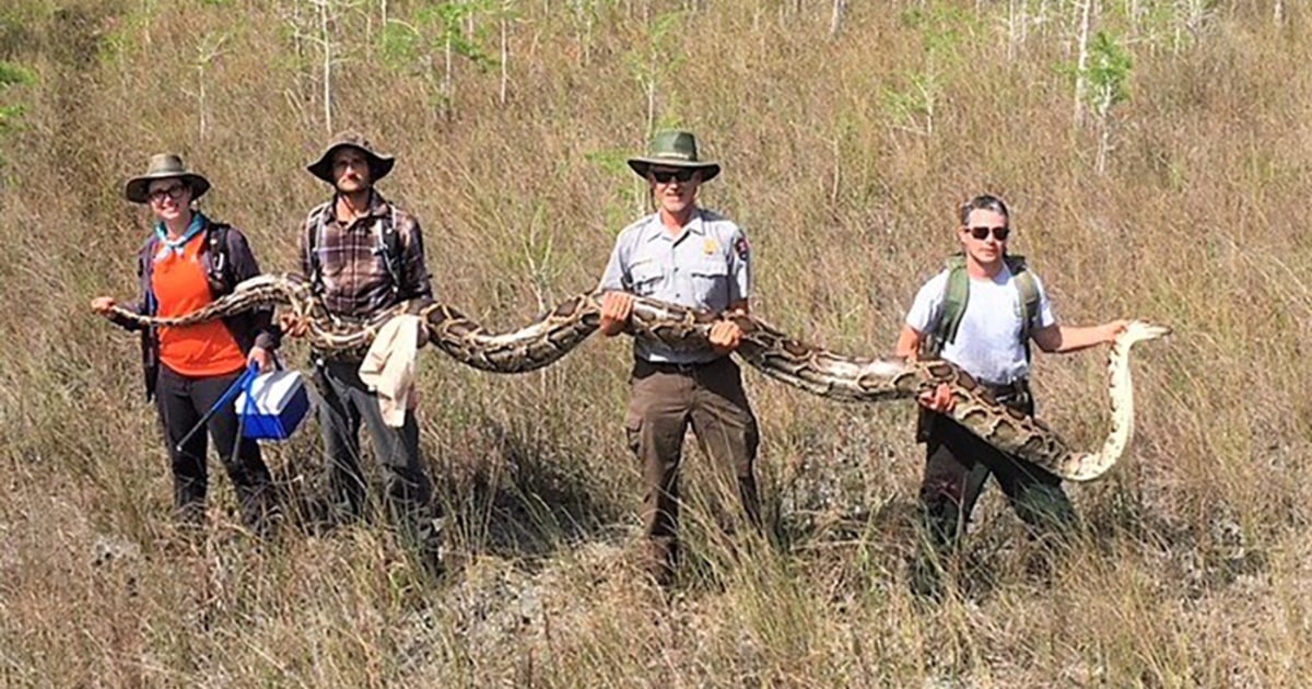 Enormous 17-foot python captured in Florida national park