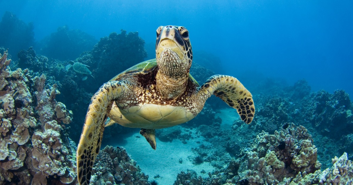 popular sea creatures, Sea Turtle