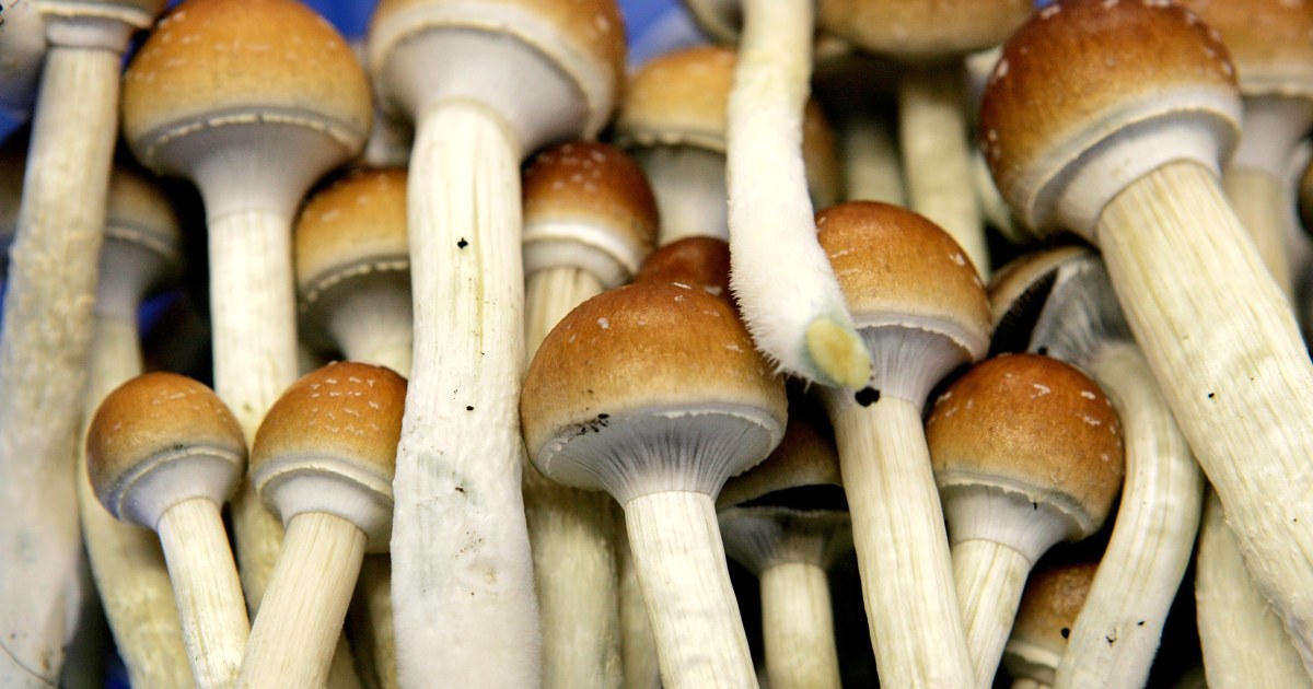 Denver Votes To Become First City To Decriminalize Magic Mushrooms   190508 Magic Mushrooms Ew 655p 