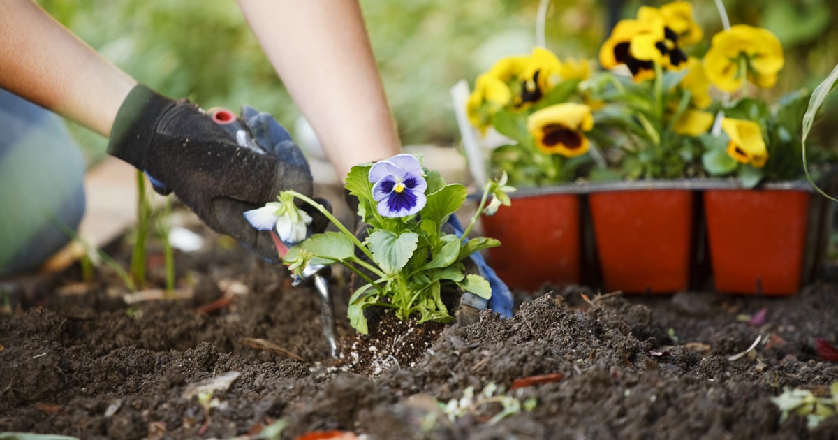 Here's how to get the best deals on plants and shrubs