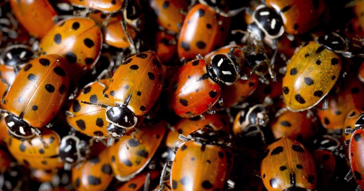 ladybug-swarm-detected-by-weather-radar-over-southern-california