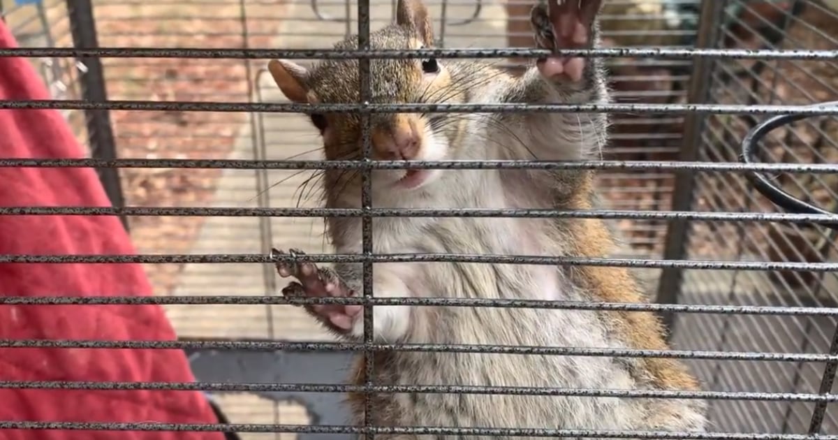 Alabama man denies pet is 'methedout' attack squirrel