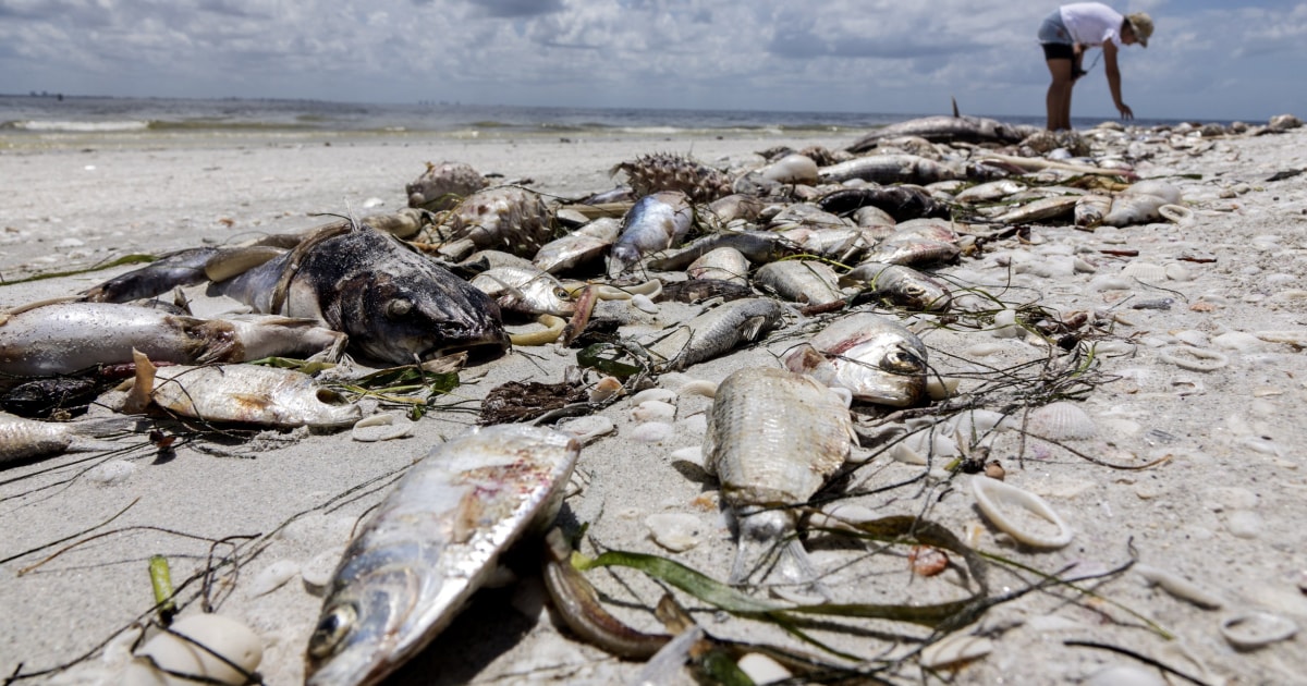 red tide florida beaches