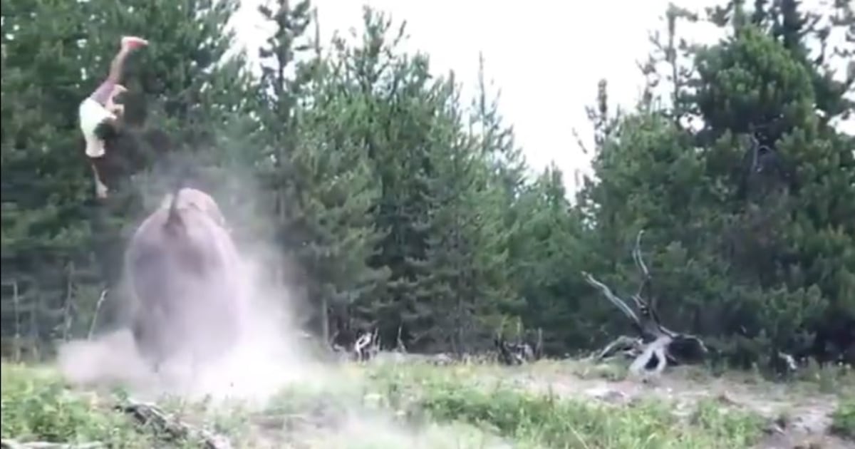 9yearold girl tossed into air by bison at Yellowstone National Park