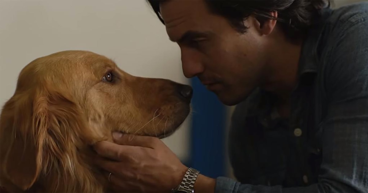 Dog movies like 'The Art of Racing in the Rain' are all the rage in ...