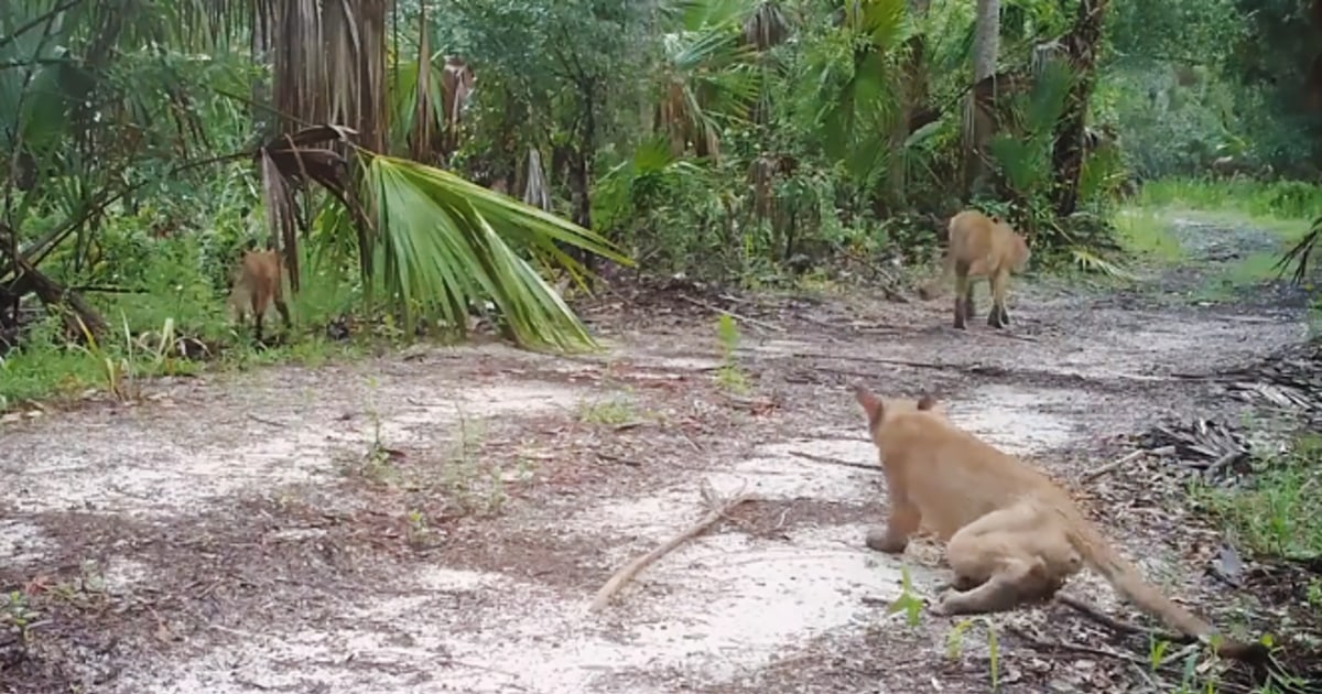 Florida panthers and bobcats are walking weird. Wildlife officials can't figure out why.