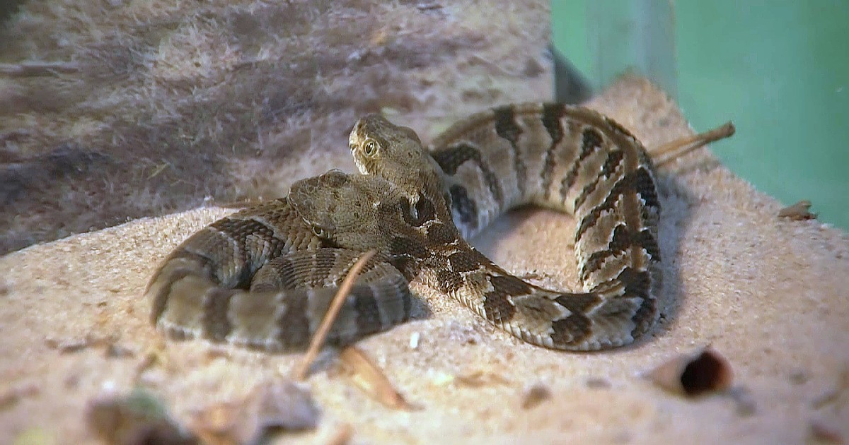 Two-headed baby rattlesnake found in New Jersey Pine Barrens