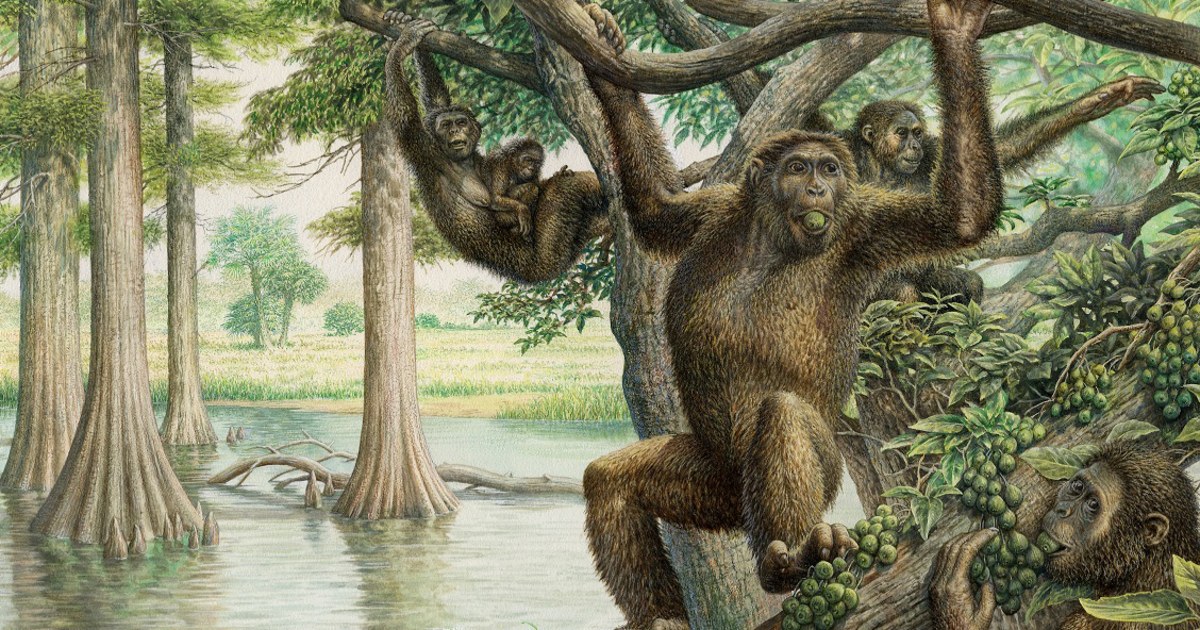 Ancient ape fossil yields surprising new insights about human evolution