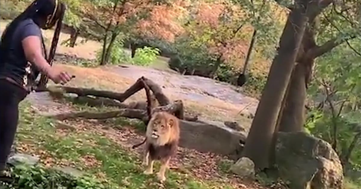 Woman climbs into lion exhibit at Bronx Zoo and taunts animal, video shows