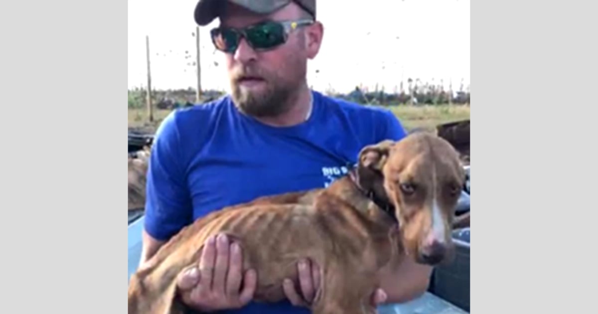 Dog survives in Bahamas rubble for weeks after Hurricane Dorian