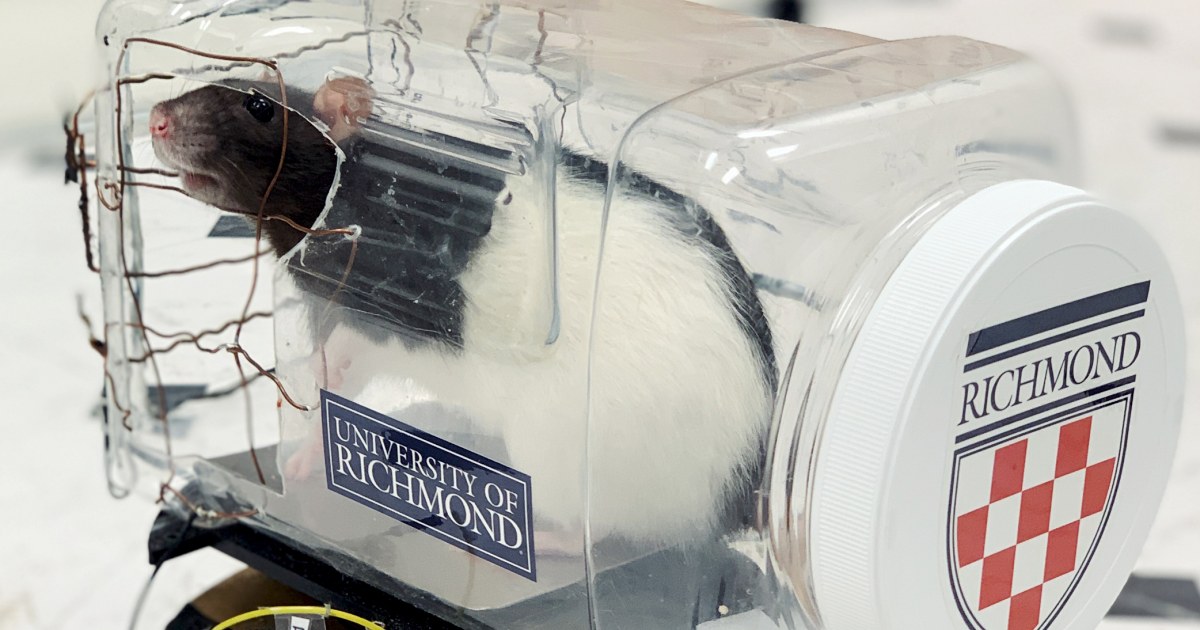 Scientists trained rats to drive tiny cars. It could have huge implications for our mental health