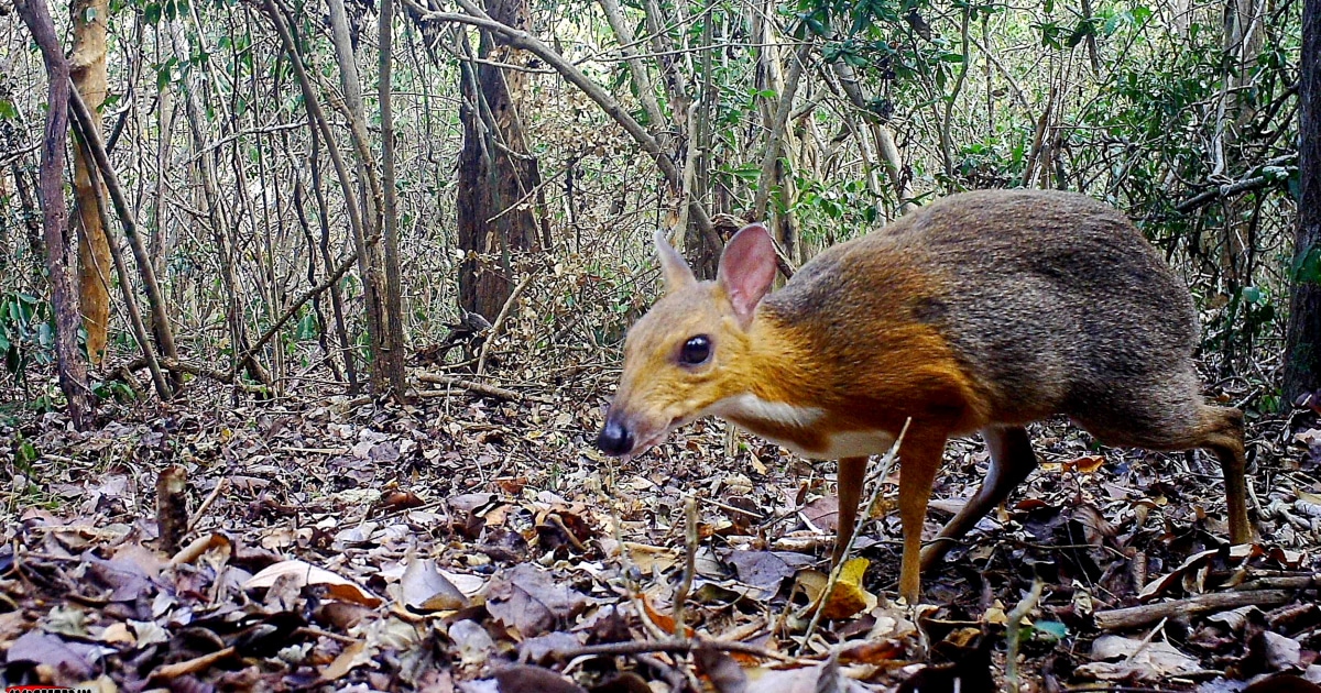 Tiny deer-like species spotted for first time in decades