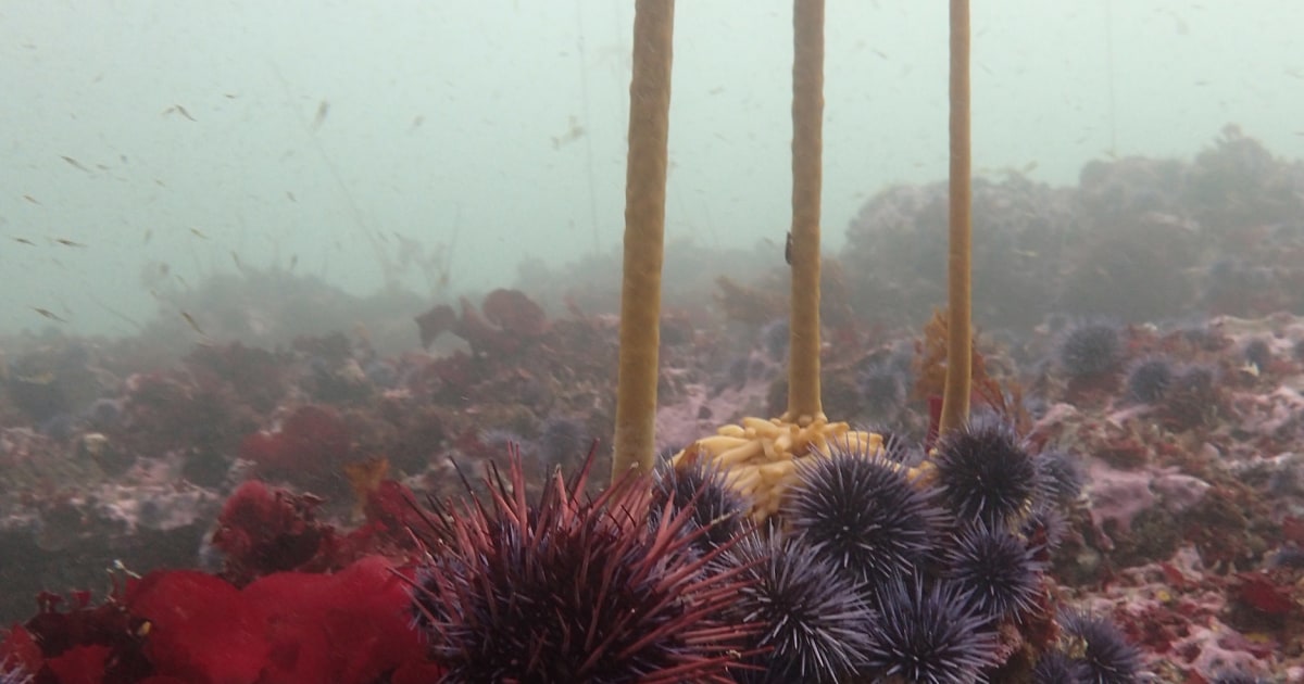 Northern California's undersea kelp forests decimated by purple sea urchins