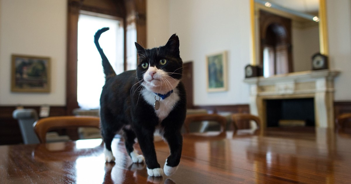 Palmerston the cat back at U.K. Foreign Office after time off for stress