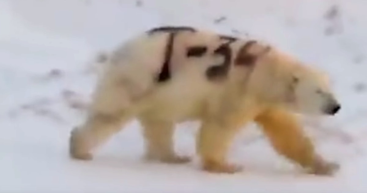 Video of spray-painted polar bear sparks concern, but experts say not to  worry
