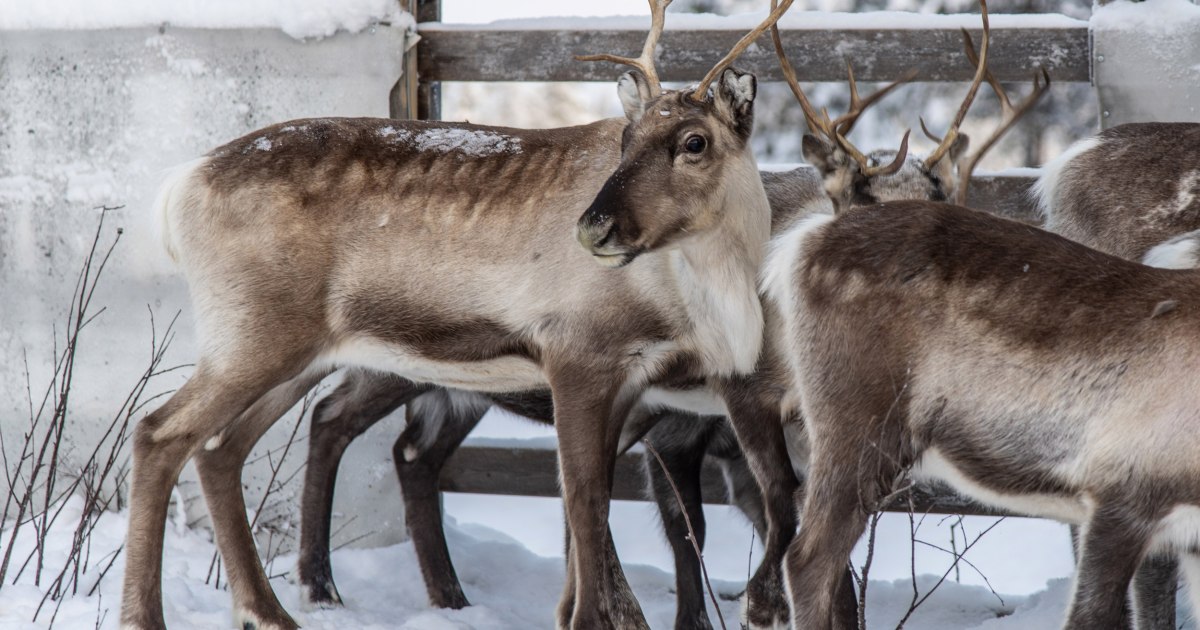 Climate change threatens reindeer food supplies in Sweden's Arctic