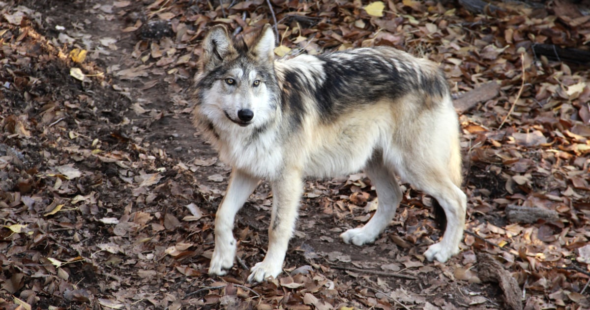 Mexican gray wolves are endangered. A New Mexico zoo is trying to help