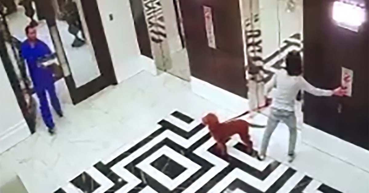 Dramatic video shows Florida doctor saving dog as leash is caught in