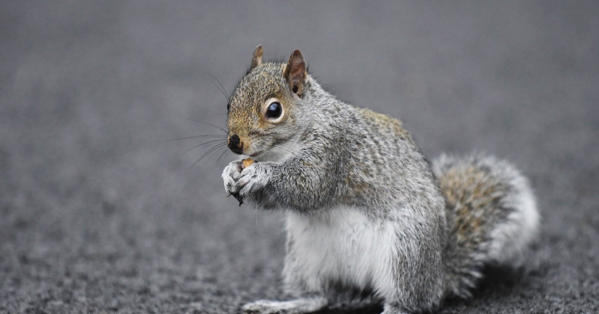 A squirrel trashed home of family on vacation, and insurance won't pay