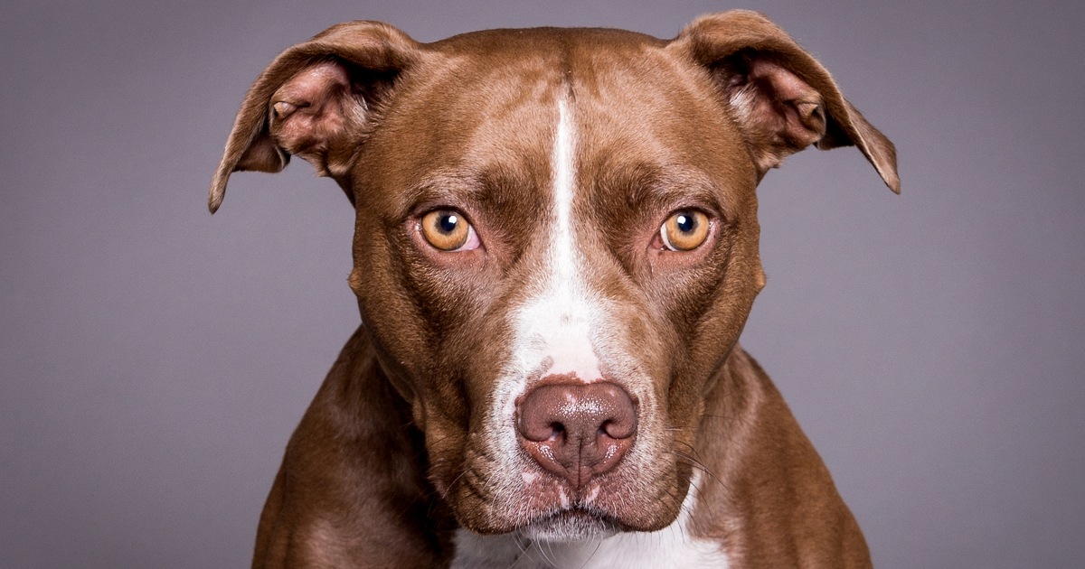 denver-city-council-votes-to-repeal-30-year-old-ban-on-pit-bulls