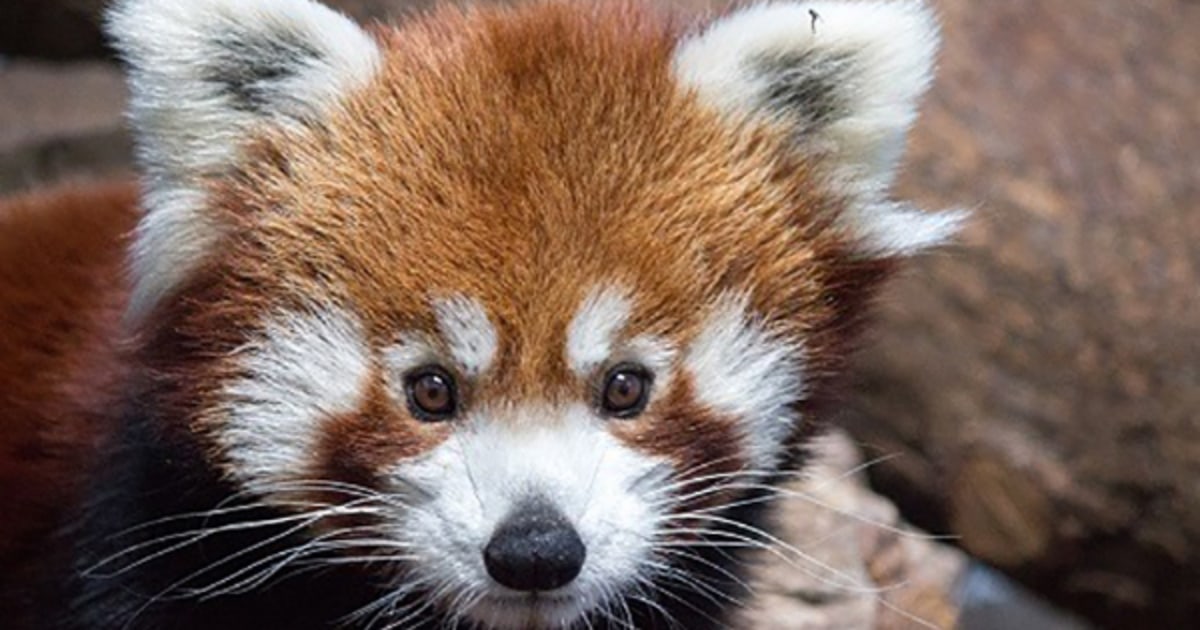 Parker Endangered Red Panda At Alabama Zoo Dies At Age 4