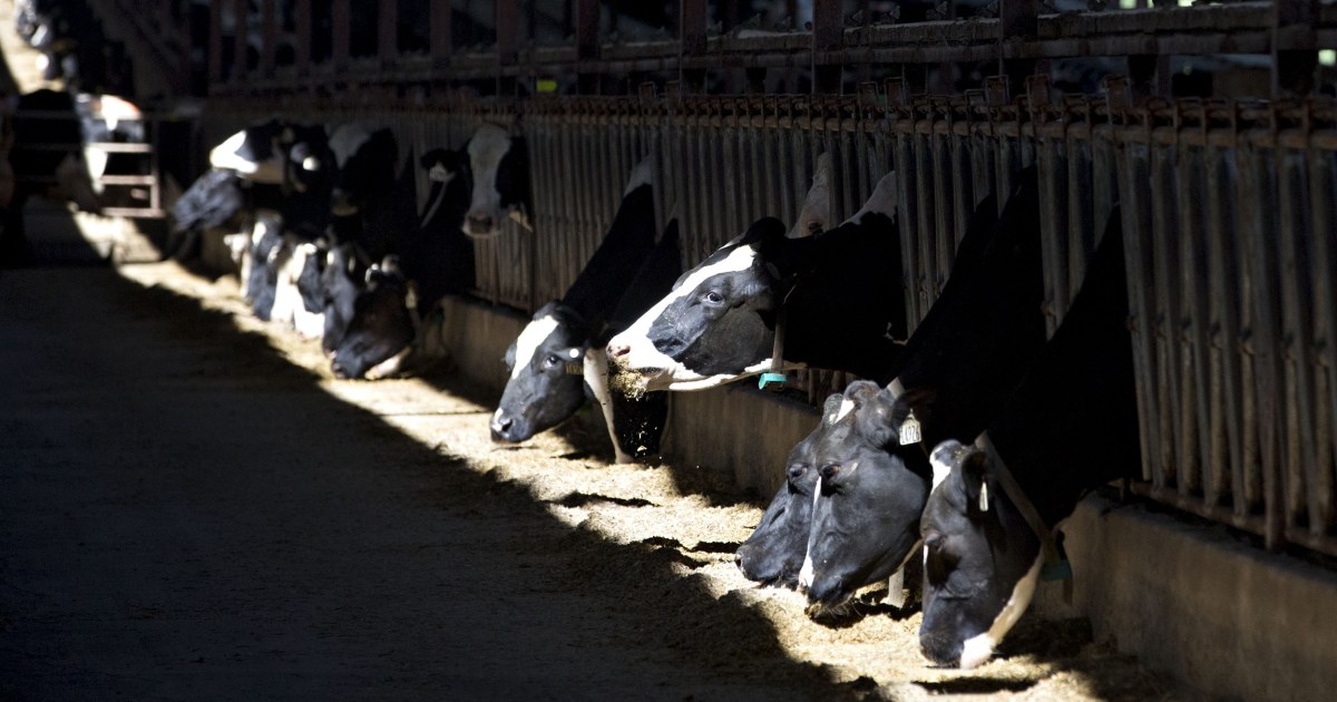 Dairy farmers forced to dump milk as demand drops amid coronavirus closures